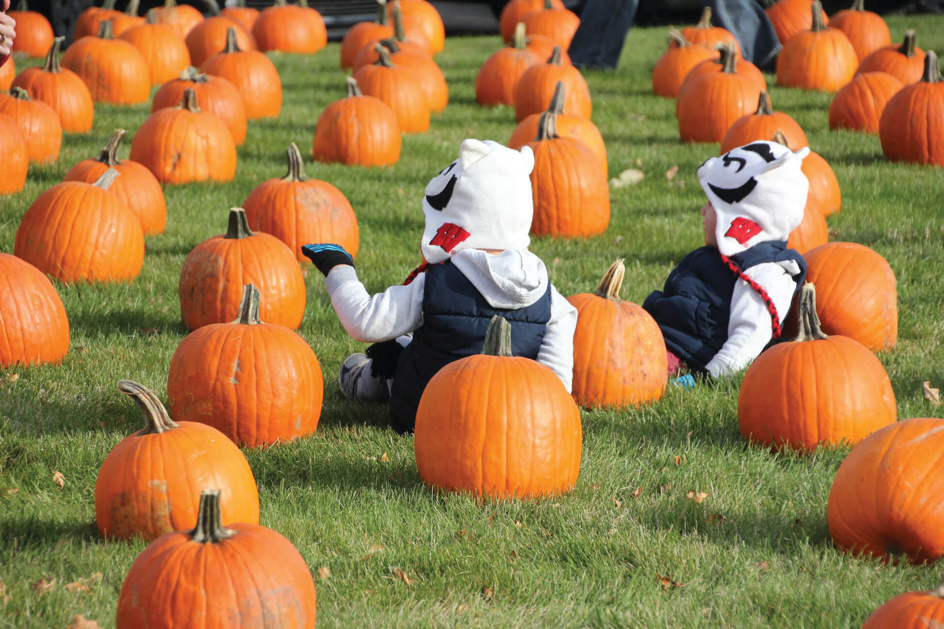 Badgers with Pumpkins