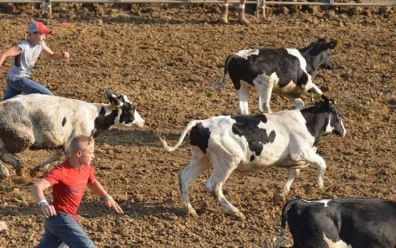 calf scramble