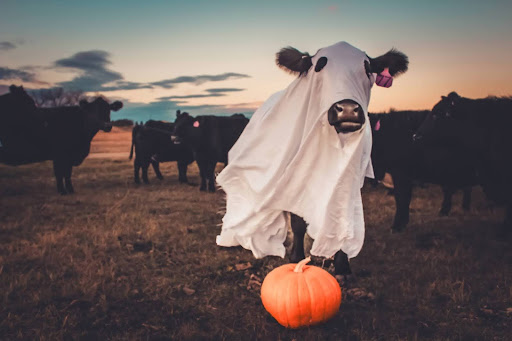 Spooky Cow - Tiffany Dolechek - 2025 Fall Winner