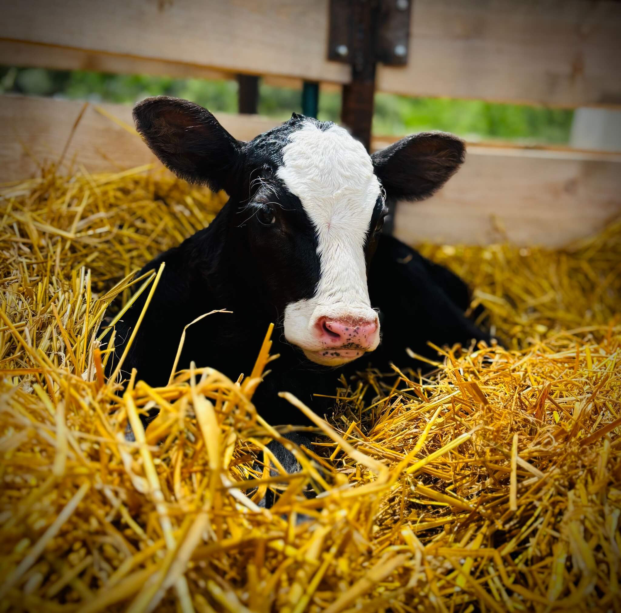 2026 Spring Ag Photo Contest Winner - Ellie Mlynar with Little Man