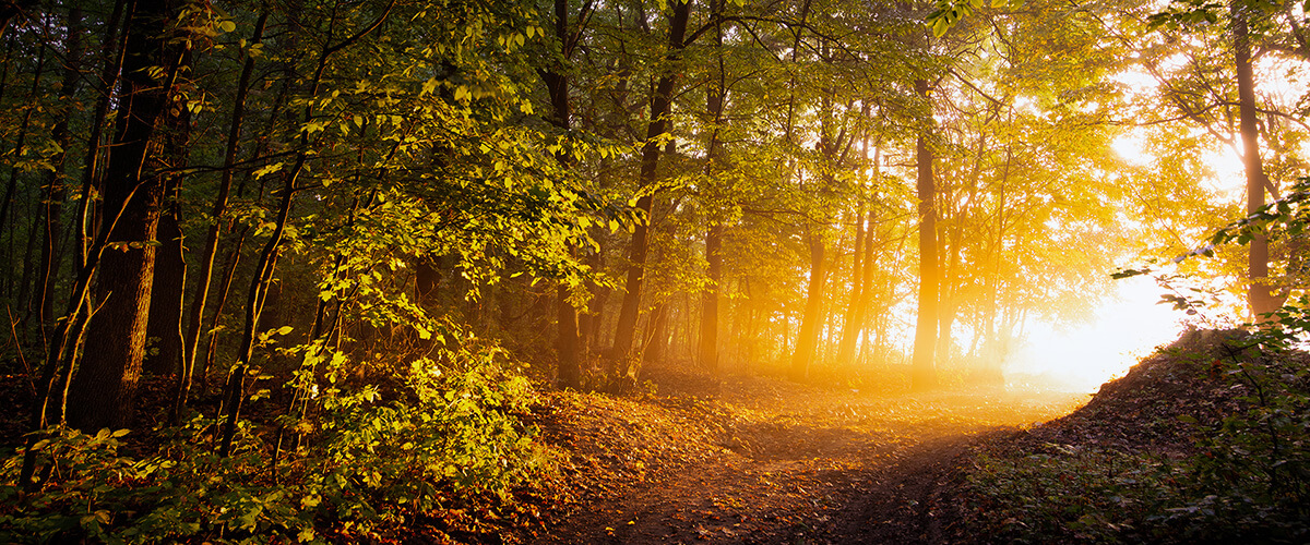 A pathway stretching toward the horizon at sunrise, symbolizing progress, leadership, innovation, and the ongoing work of building a stronger future.
