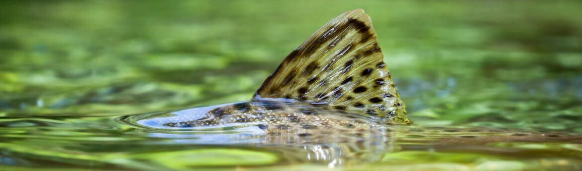 trout surfacing with fin coming up out of the water
