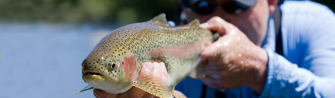 big trout that was just caught