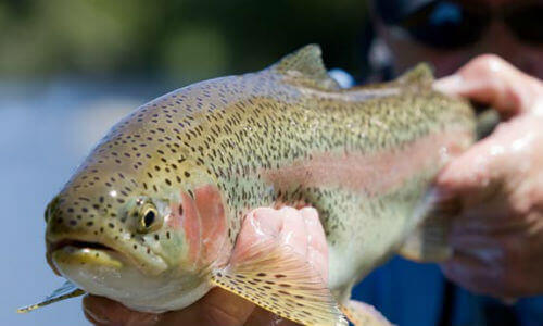 Fishing in Cherokee