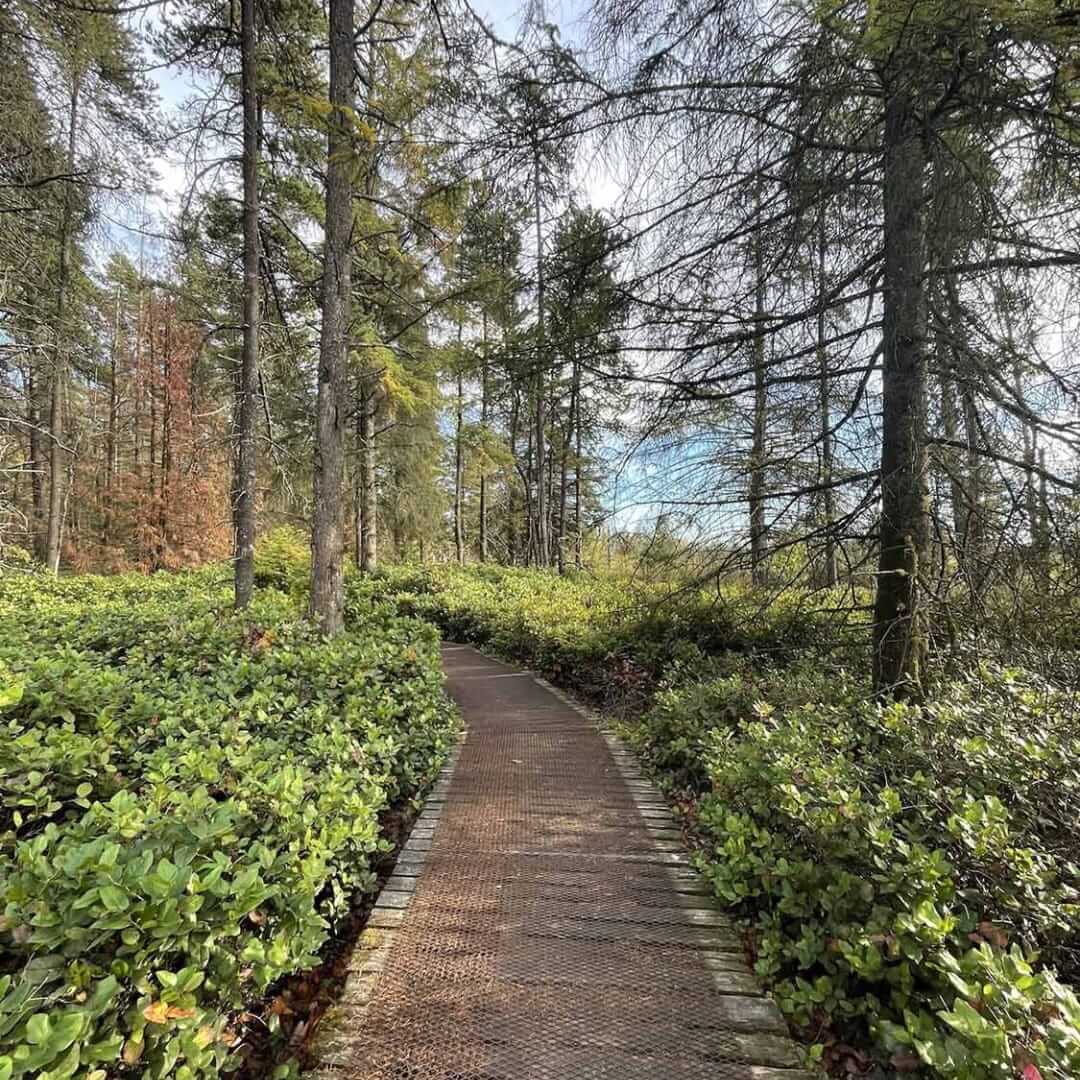 Burns-Bog