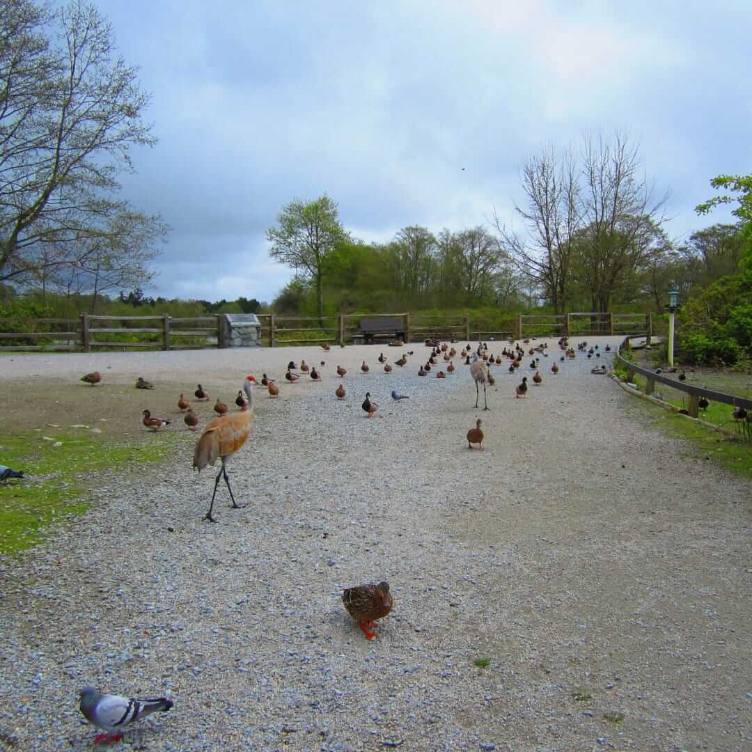 George-C--Reifel-Migratory-Bird-Sanctuary