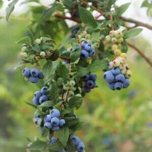 didar-berry-farm-300x300