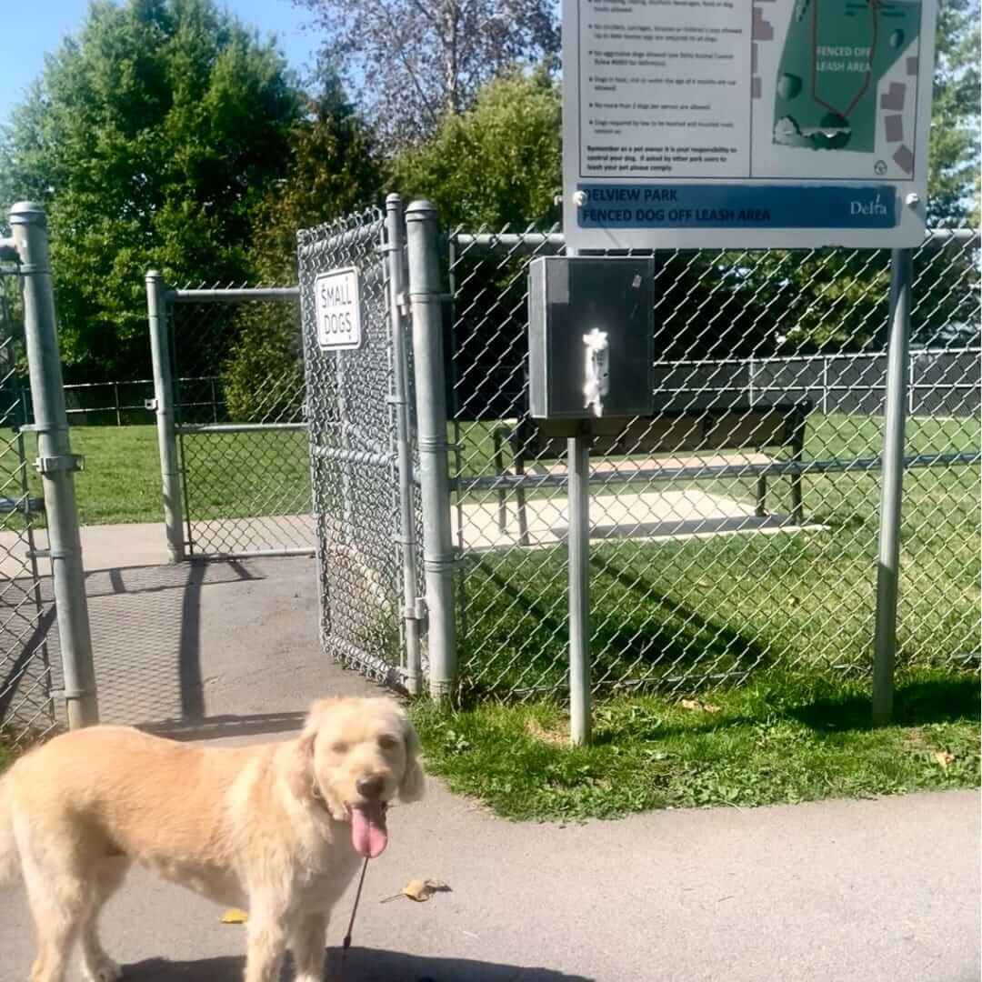 dog-parks