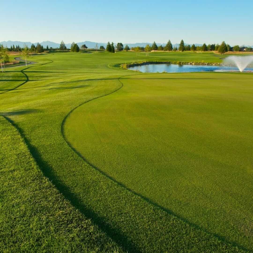 t-springs