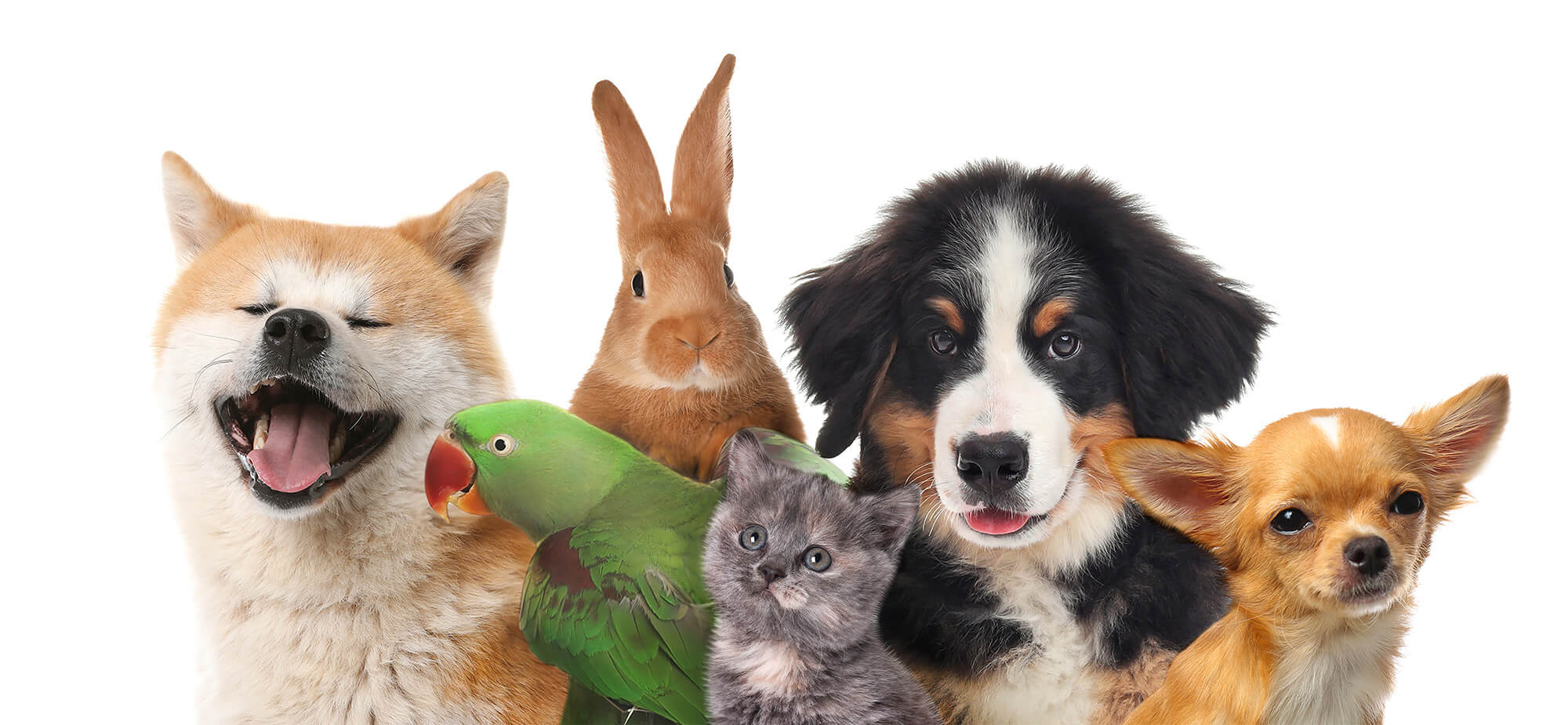 Group of cute pets on white background
