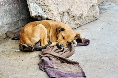 dog laying outside