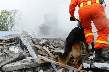 search and rescue dog
