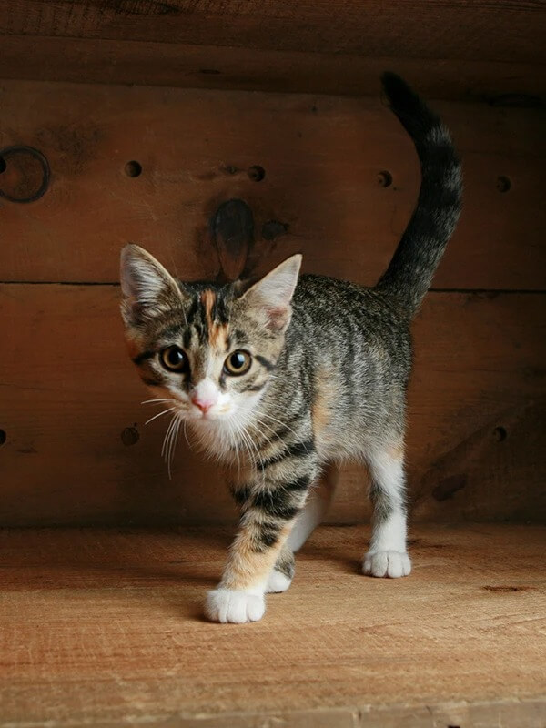 kitten