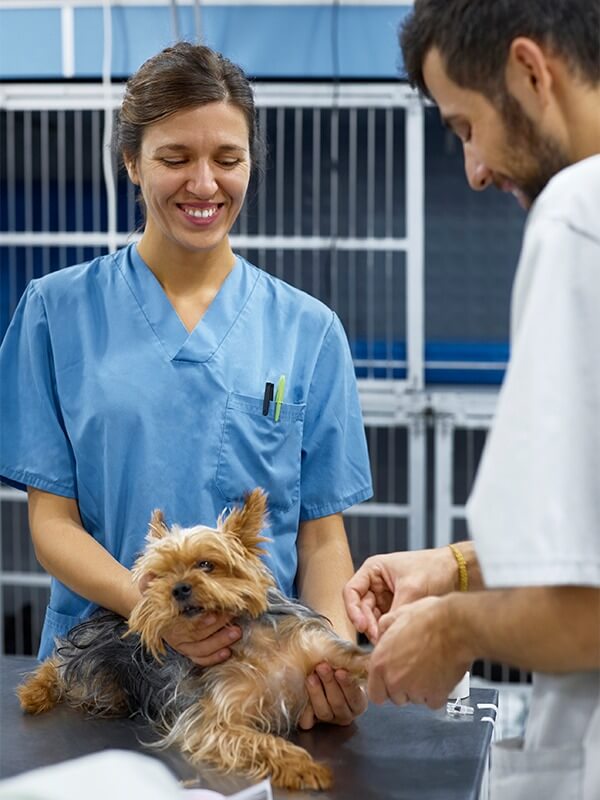 vet and assistant with yorkie