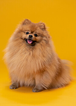 photo of a cute dog on the orange background