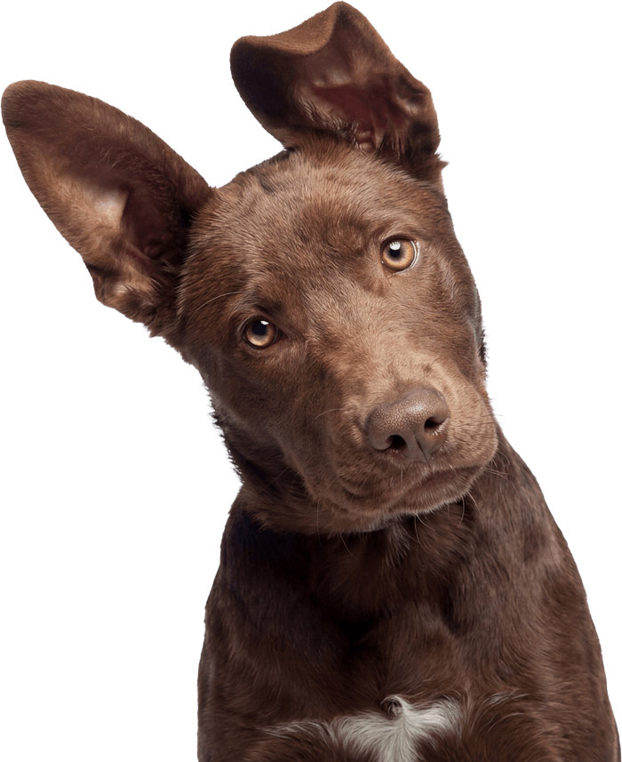 brown dog tilting head