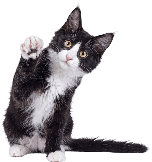 cat-raising-paw