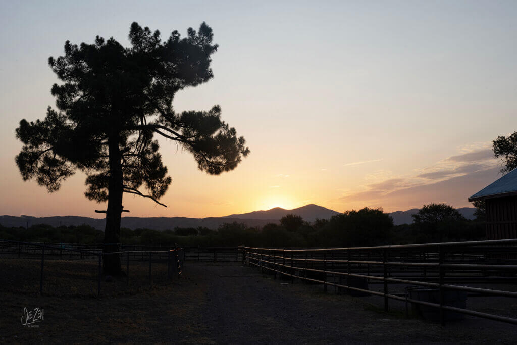 Silhouette of a pine tree against a warm orange and pink sunset sky