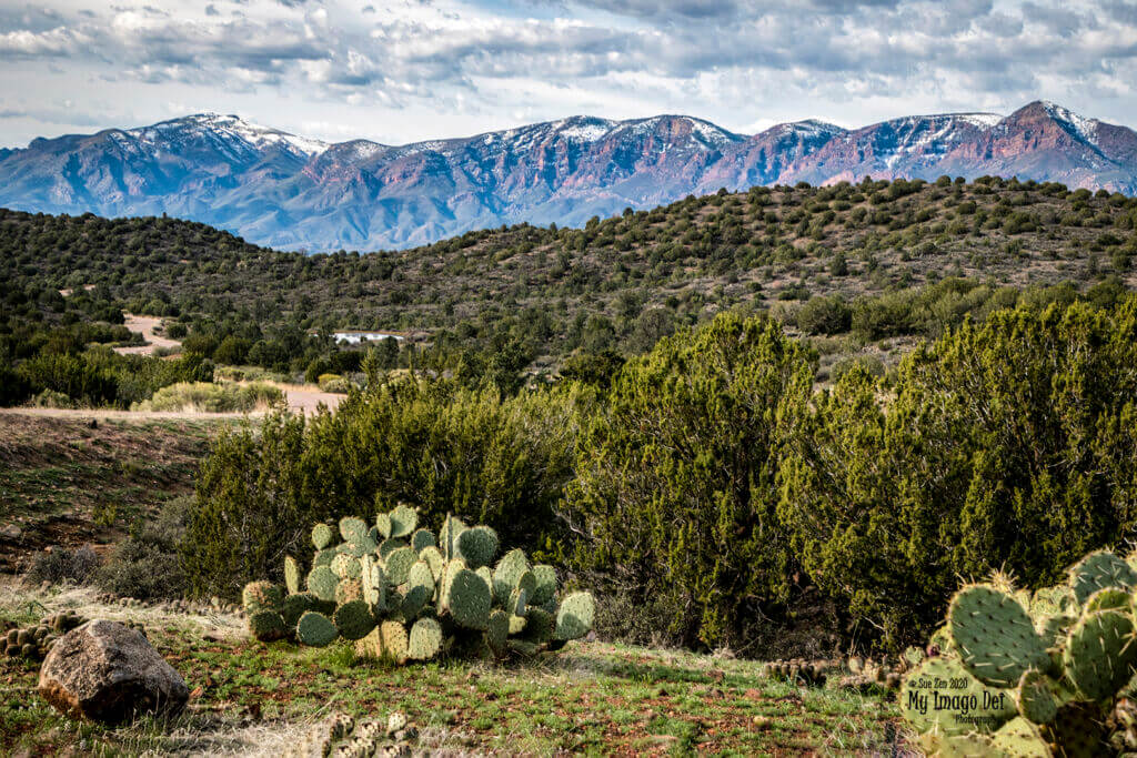 Desert landscape with cacti, shrubs, and mountain range in the background