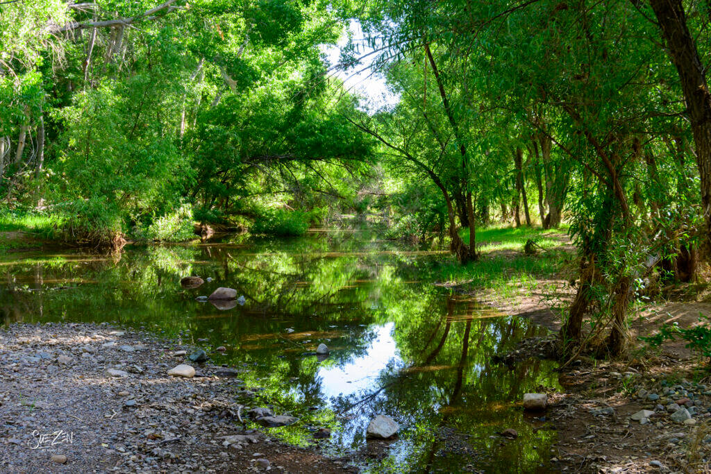 Lush green riparian forest with a calm stream reflecting the canopy
