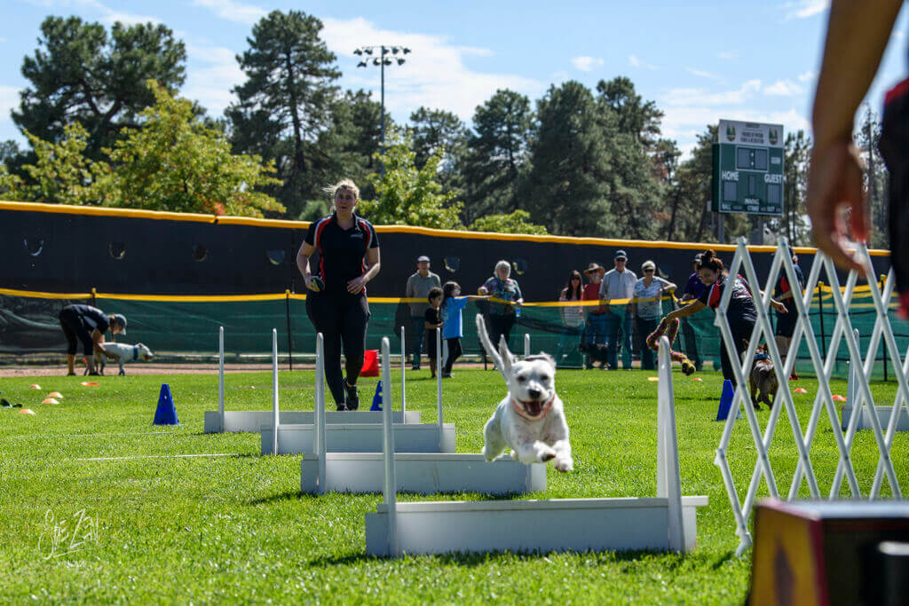 White dog jumping over an agility obstacle at an outdoor event