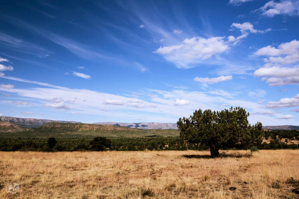 Open grassland with scattered trees under a wide blue sky