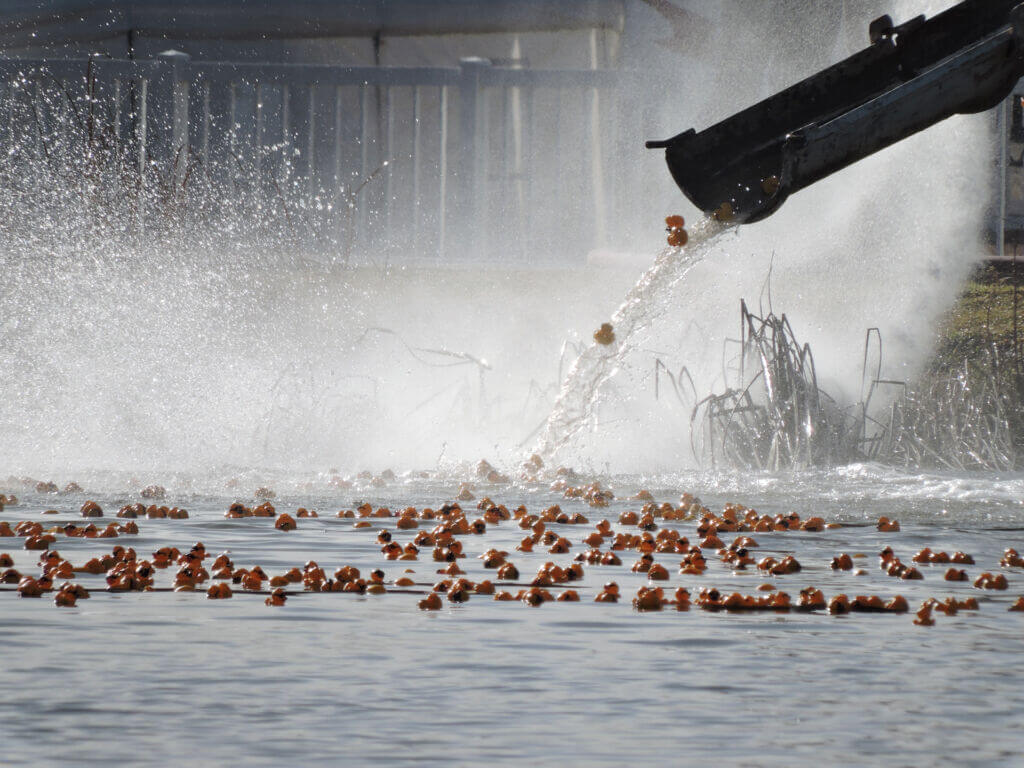 Rubber ducks floating in water beneath a large fountain splash
