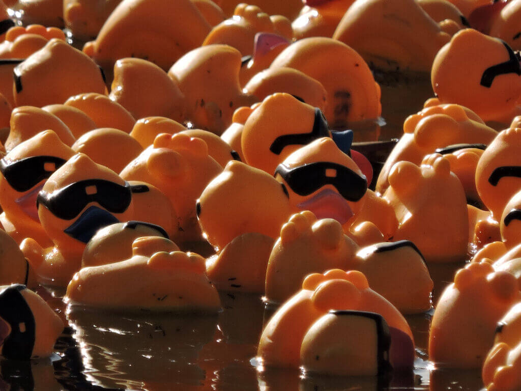 Rubber ducks floating in water