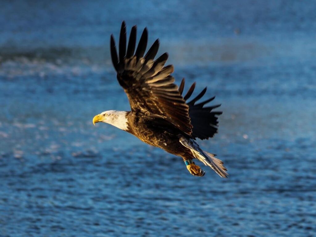 eagle at green valley