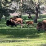 herd of bison with small calf in center