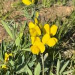 yellow flowers