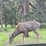 deer eating grass