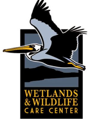 wetlands wildlife