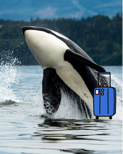Relocation-Orca Relocation-Orca
