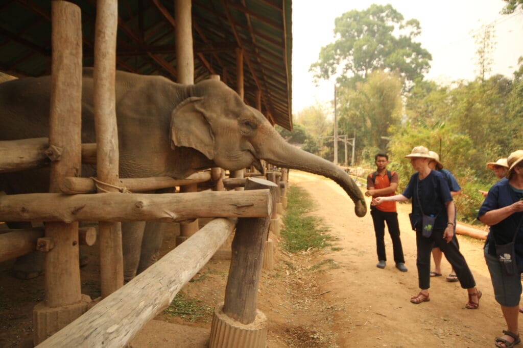 elephant feed