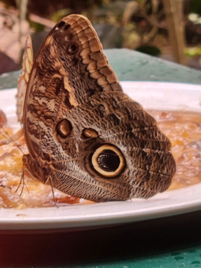 Costa Rica 2025 - butterfly