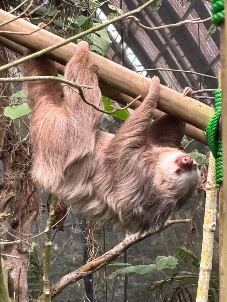 Costa Rica 2025 - sloth