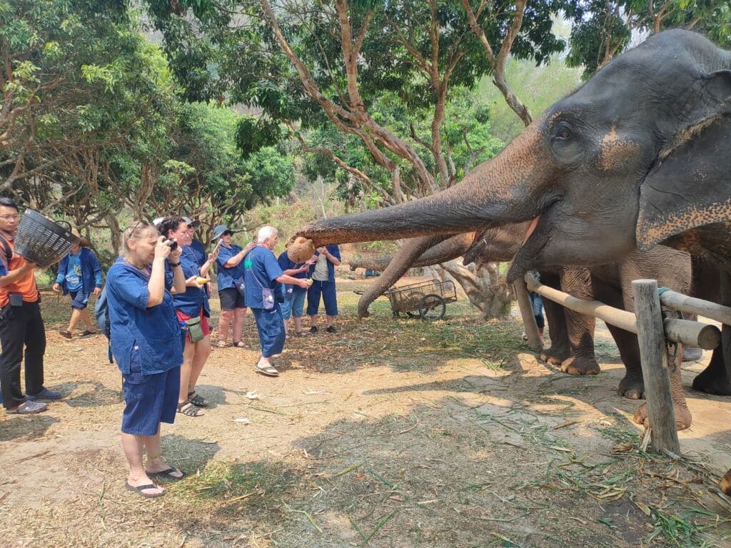 Thailand Trip - Elephant Feed