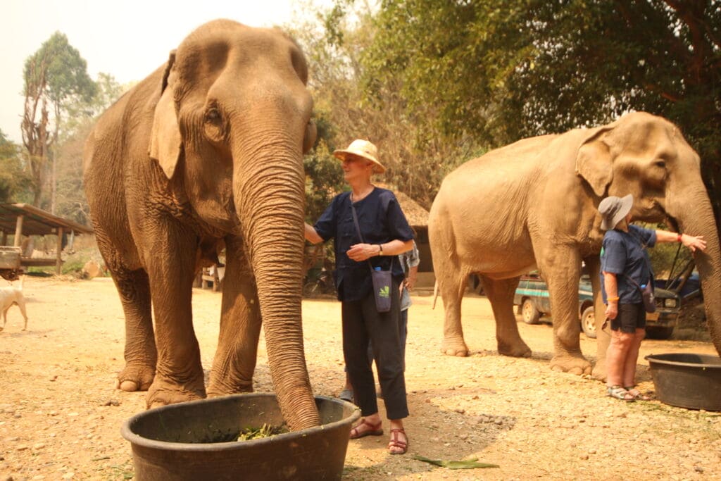 Thailand Trip 2024 - Elephants