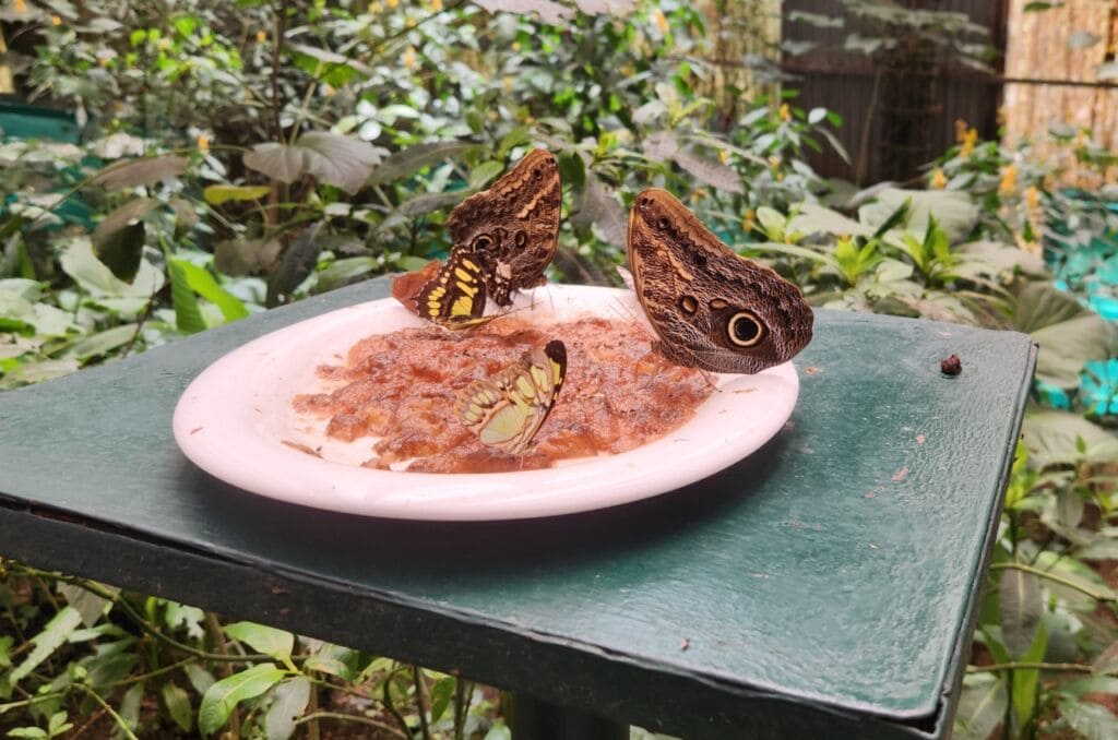 Costa Rica butterflies