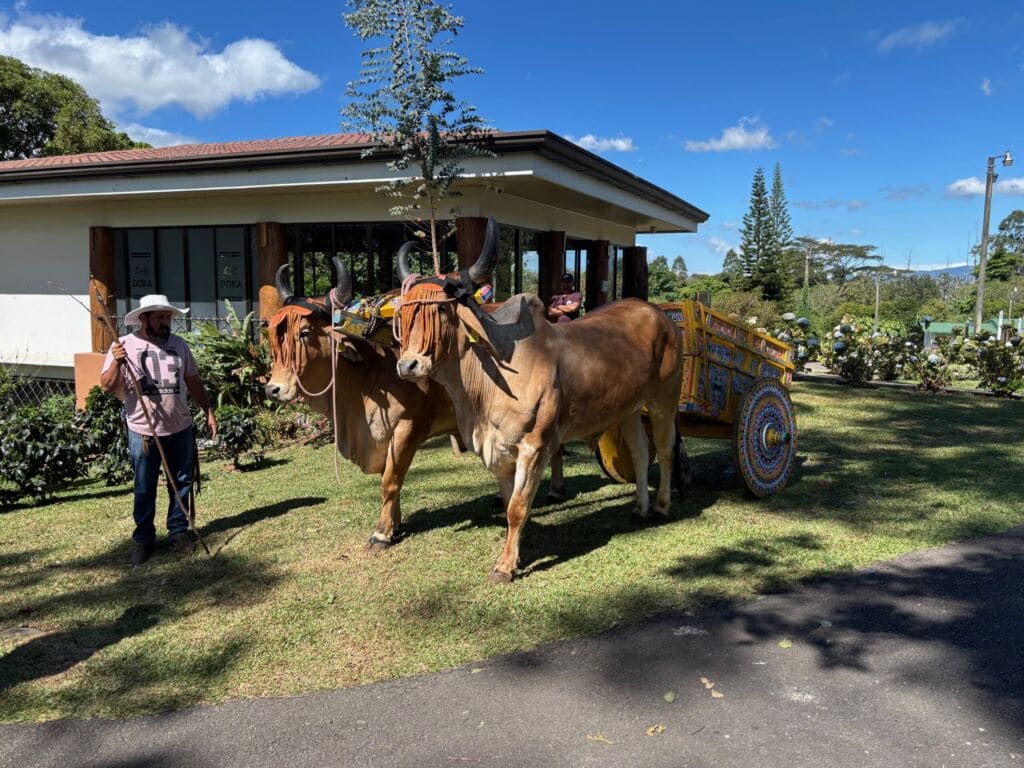 Costa Rica 2025 - horses
