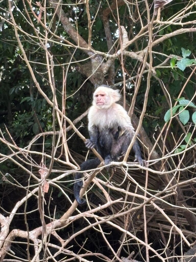 Costa Rica 2025 - monkey