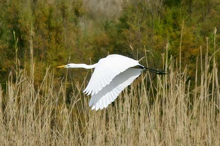 flying-bird-450x300 Nature