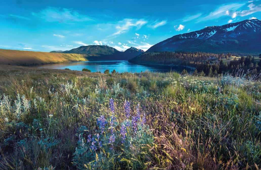 Hells Canyon with Flowers