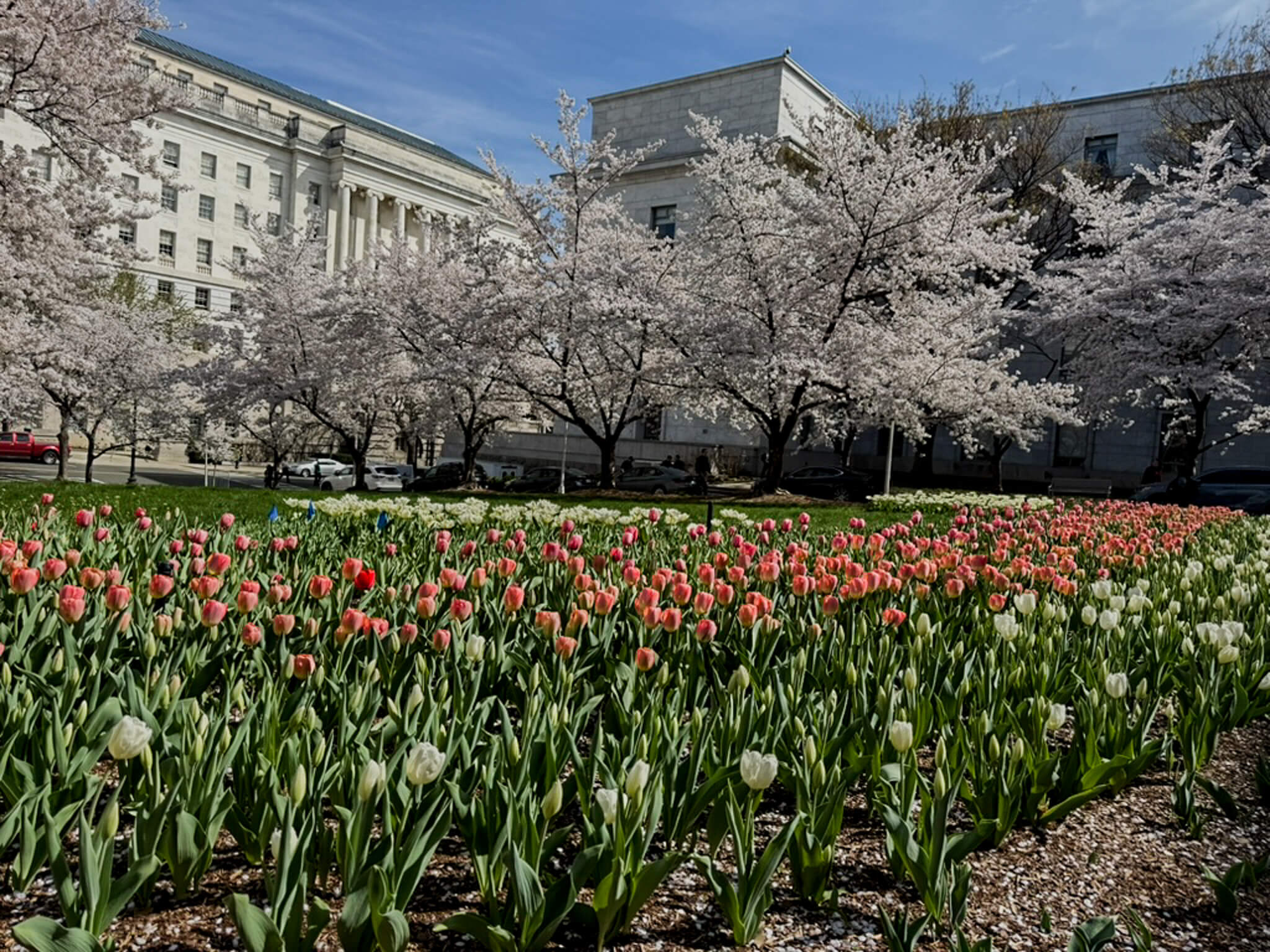 DC Yard Picture Picture of Tulips and Cherry Blossom Trees