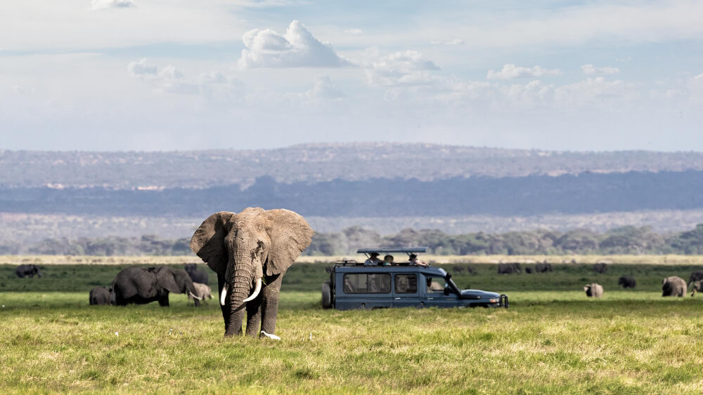 african safari adventure with elephants