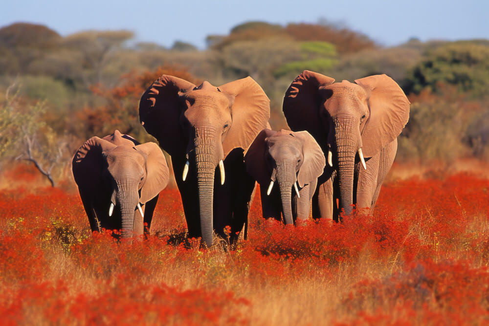 national park kenya africa