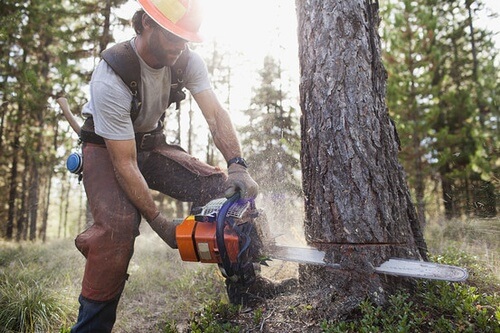 Man with chainsaw cutting a tree trunk