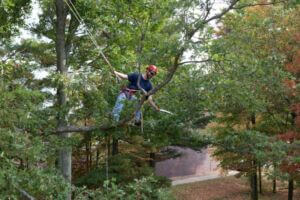 Man cutting a tree branch