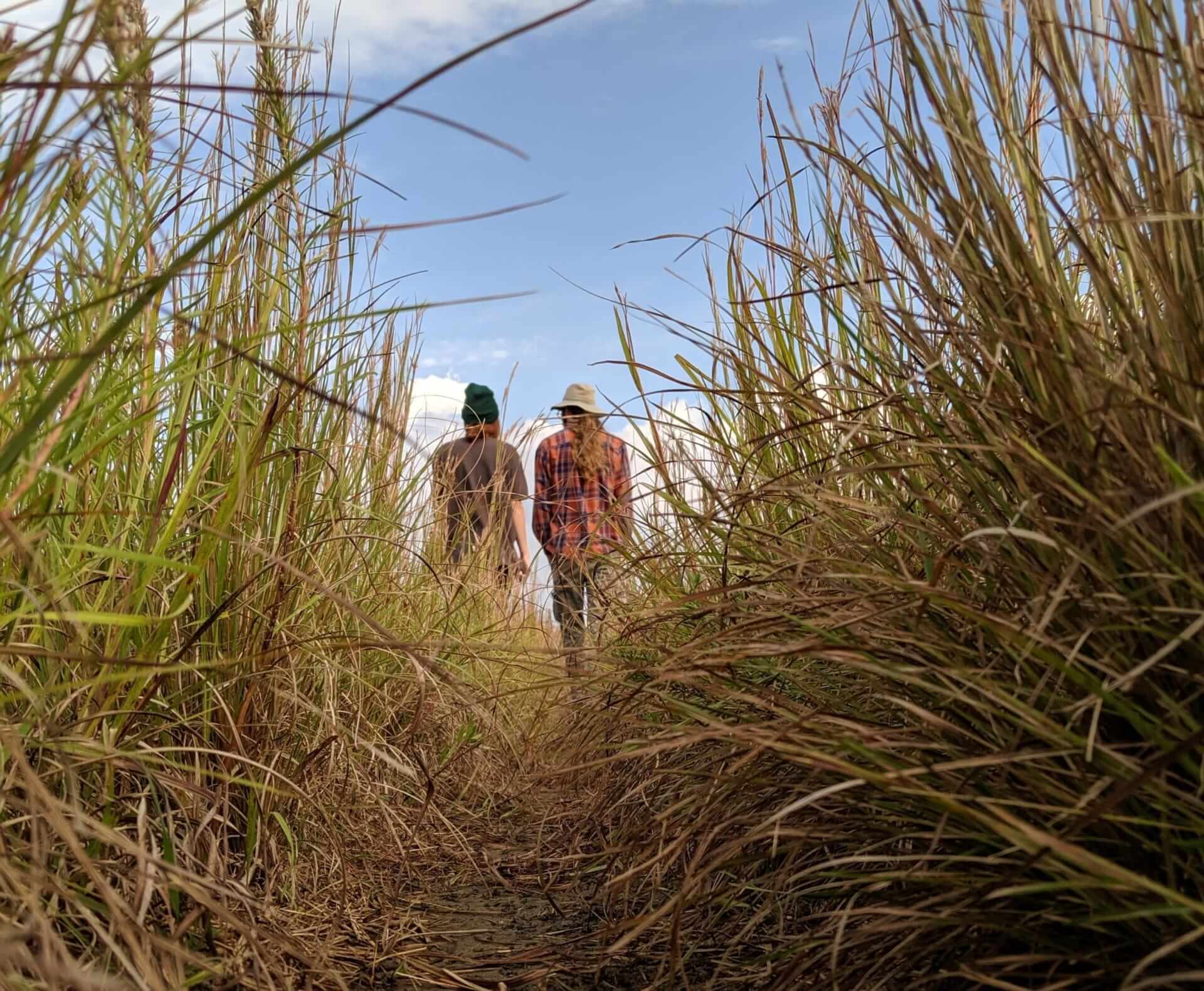 walking through long grass